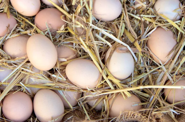 Organic farm eggs on straw — Stock Photo, Image