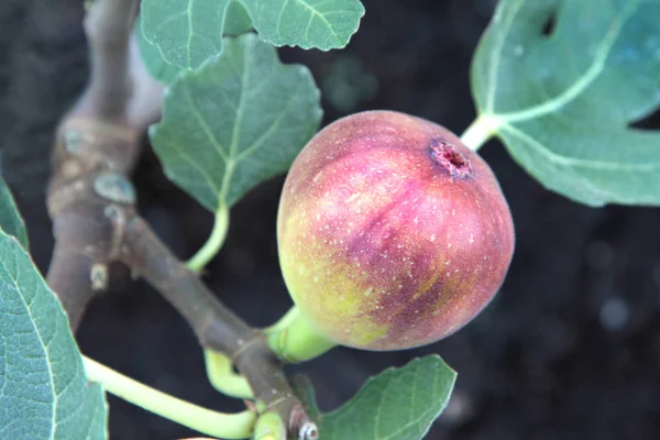 Violette Feigen und Blätter am Ast. — Stockfoto