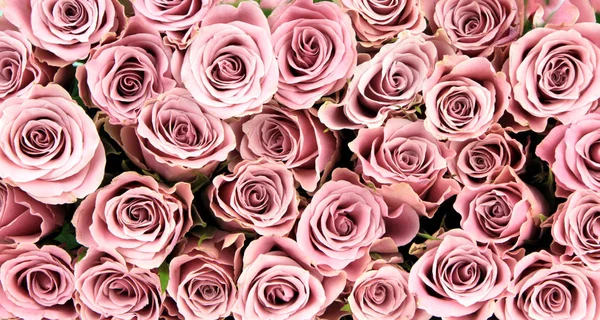 Beautiful pink roses — Stock Photo, Image