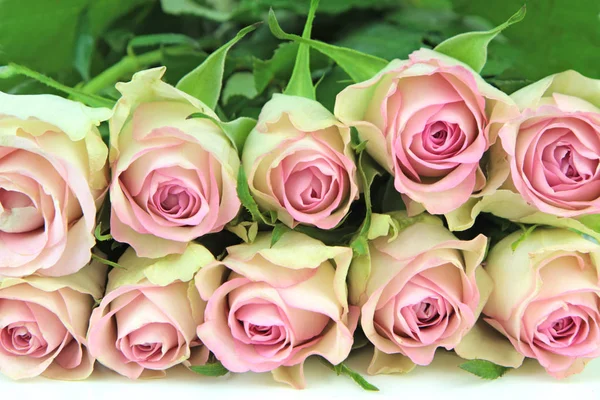Smukke lyserøde roser - Stock-foto