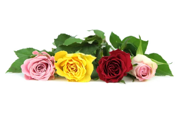 Colorful beautiful roses — Stock Photo, Image