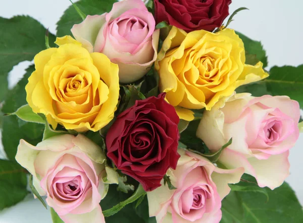 Όμορφα πολύχρωμα τριαντάφυλλα — Φωτογραφία Αρχείου