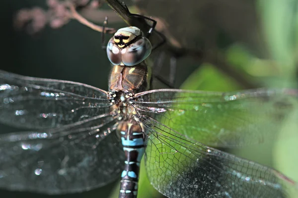 Schöne Libelle Tier — Stockfoto