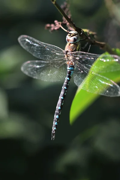 Beautiful Dragonfly animal — Stock Photo, Image