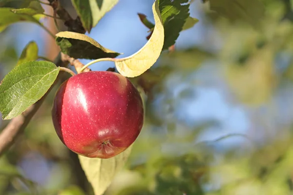 Bio-roter Apfel — Stockfoto