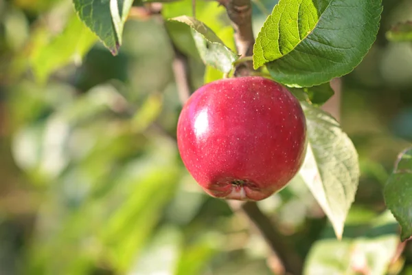 Organiczne czerwone jabłko — Zdjęcie stockowe