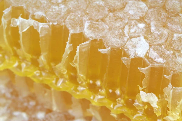 Läcker naturlig honeycomb — Stockfoto