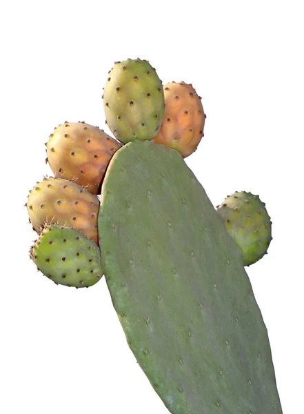 Pêra espinhosa em um cacto. (Cactus figo  ) — Fotografia de Stock