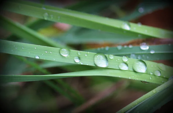 Waterdruppels op groen gras — Stockfoto