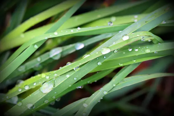 Wassertropfen auf grünem Rasen — Stockfoto