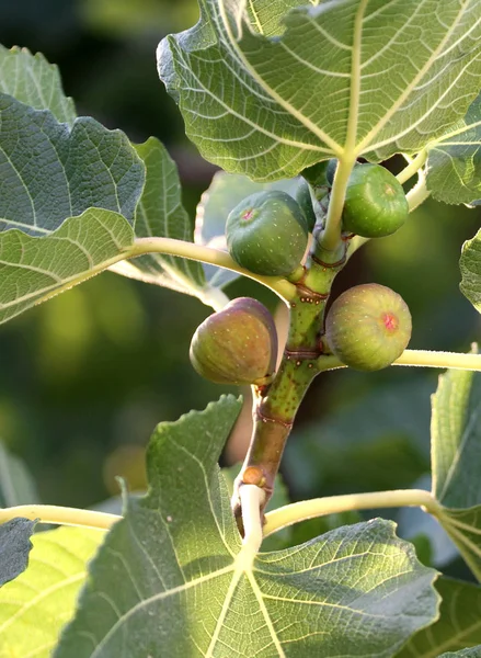 Niedojrzałych fig i liści na gałęzi. — Zdjęcie stockowe
