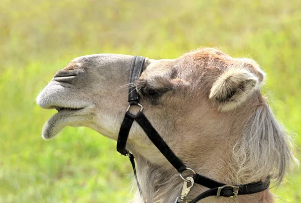 Cara de camelo marrom — Fotografia de Stock