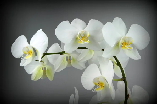 Vakker hvit orkideen – stockfoto