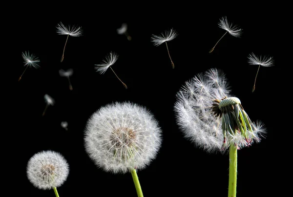 Flor de diente de león y semillas voladoras —  Fotos de Stock