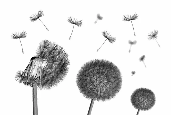 Dandelion flower and flying seeds