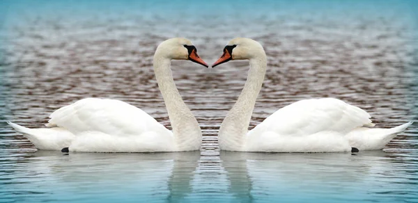 Two swan on the lake Stock Photo