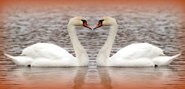 Two swan on the lake Stock Image