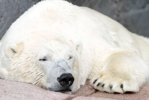Oso polar (Ursus maritimus  ) Imagen De Stock