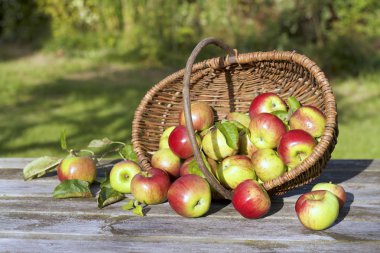 Bir sepette organik kırmızı elmalar ve eski masaya dökülmüş.