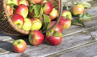 Sepet içinde organik Kırmızı elma