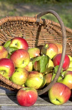 Sepet içinde organik Kırmızı elma