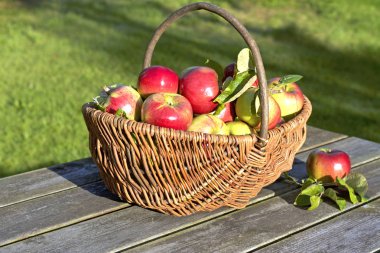 Taze organik kırmızı elmalar sepette