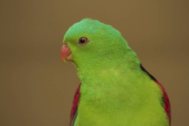 Kırmızı kanatlı papağan