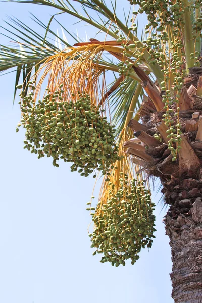 Fechas inmaduras en palmera datilera —  Fotos de Stock