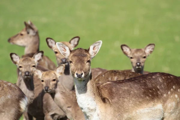 Güzel açık kahverengi hayvanlar