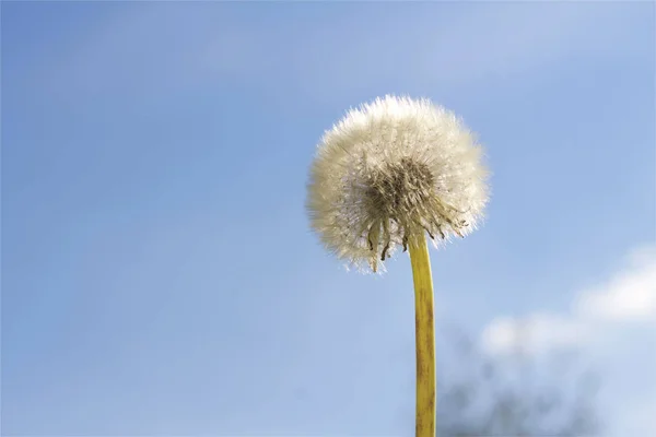 Kwiat mniszek na błękitne niebo — Zdjęcie stockowe