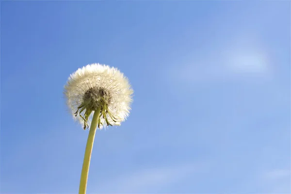 Üzerinde mavi gökyüzü Karahindiba çiçeği — Stok fotoğraf