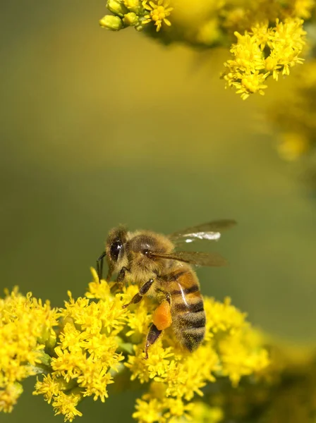 Honigbiene auf gelben Blüten und Pollen sammeln. — Stockfoto