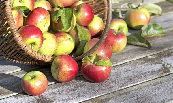 Sepet içinde organik Kırmızı elma