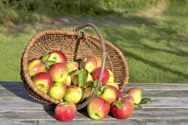 Органические красные яблоки в корзине — стоковое фото