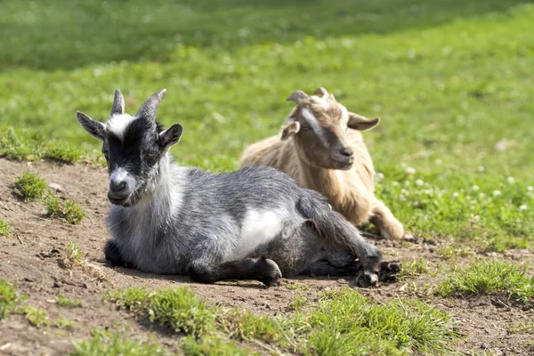 Cute goats on a green meadow — Stock Photo, Image