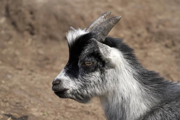 Siyah ve gri keçi çocuk — Stok fotoğraf