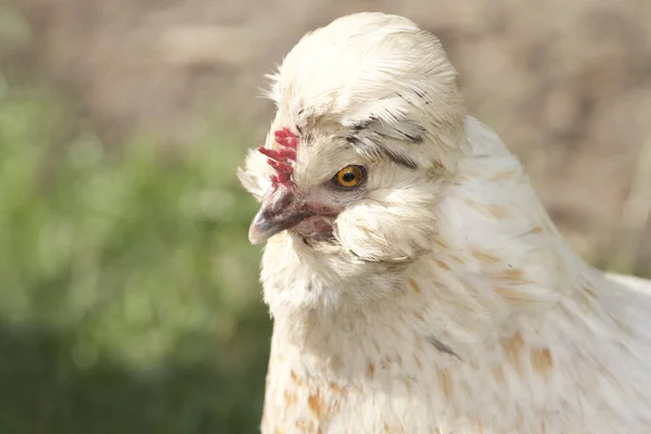 白鶏の肖像画 — ストック写真