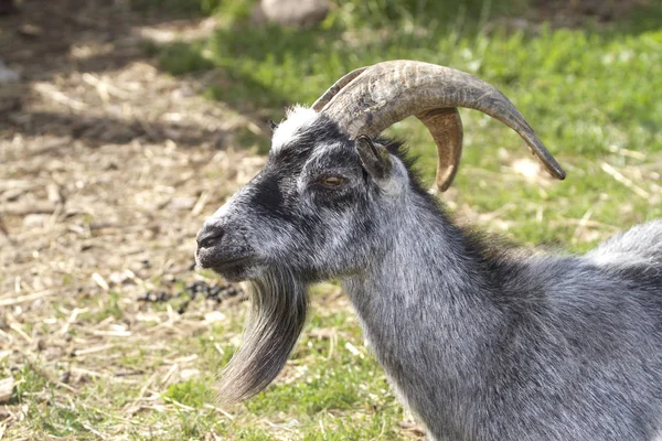 Gray goat with big horns. — Stock Photo, Image