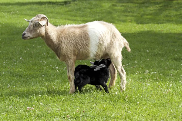 Anne keçi bebek keçi sütü ile beslenme — Stok fotoğraf