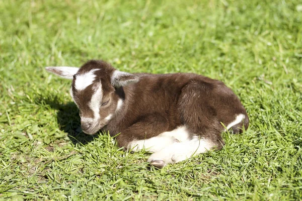 Cute baby goat on a green meadow — Stock Photo, Image