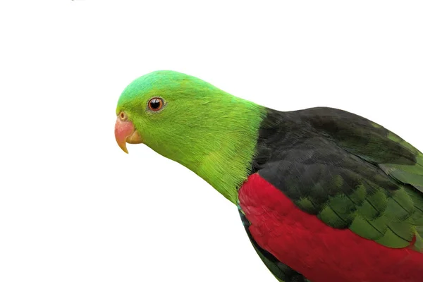 Czerwony winged papuga — Zdjęcie stockowe