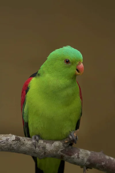 Червоний крилаті папуга — стокове фото