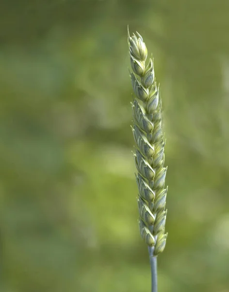 Green wheat spike — Stock Photo, Image
