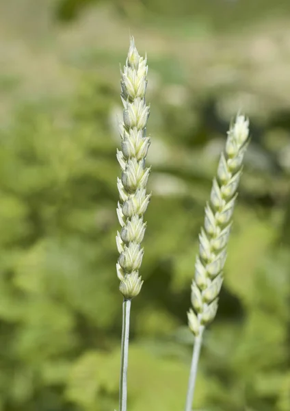 Green wheat spike — Stock Photo, Image