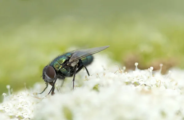 Зеленая муха на цветке — стоковое фото