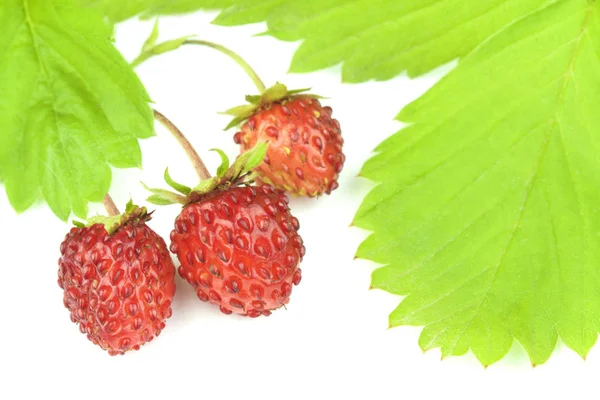 Wilde aardbeien met bladeren — Stockfoto