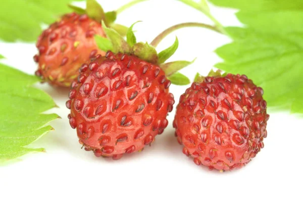 Fraises sauvages aux feuilles — Photo