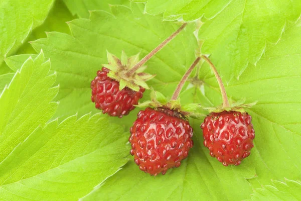 Wild strawberries with leaves — Stock Photo, Image