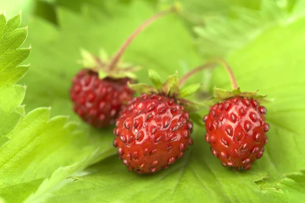 Wilde aardbeien met bladeren — Stockfoto