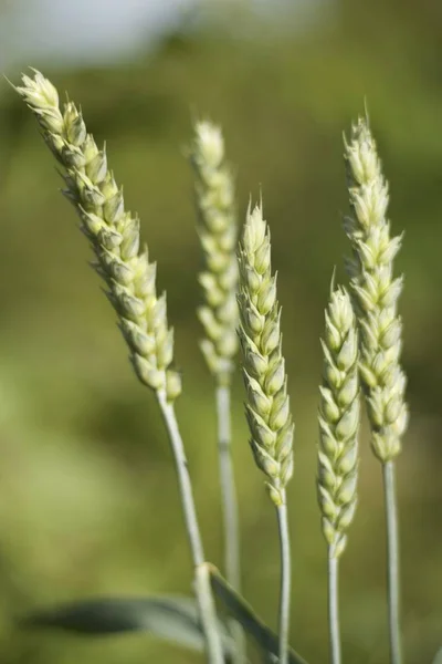 Zelená pšenice špička — Stock fotografie